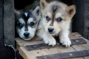 Bringing Pets to Germany