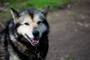 Dog Walking Dusseldorf