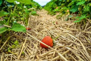 Strawberry Picking Dusseldorf