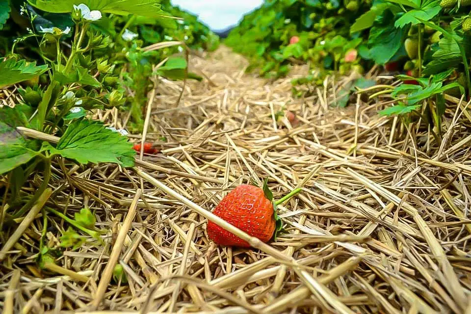 Strawberry Picking Dusseldorf