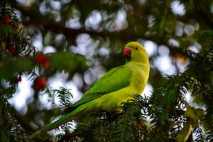 Düsseldorf Green Parrots
