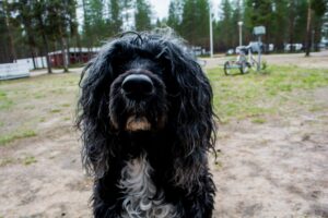 Adopt a Pet Düsseldorf