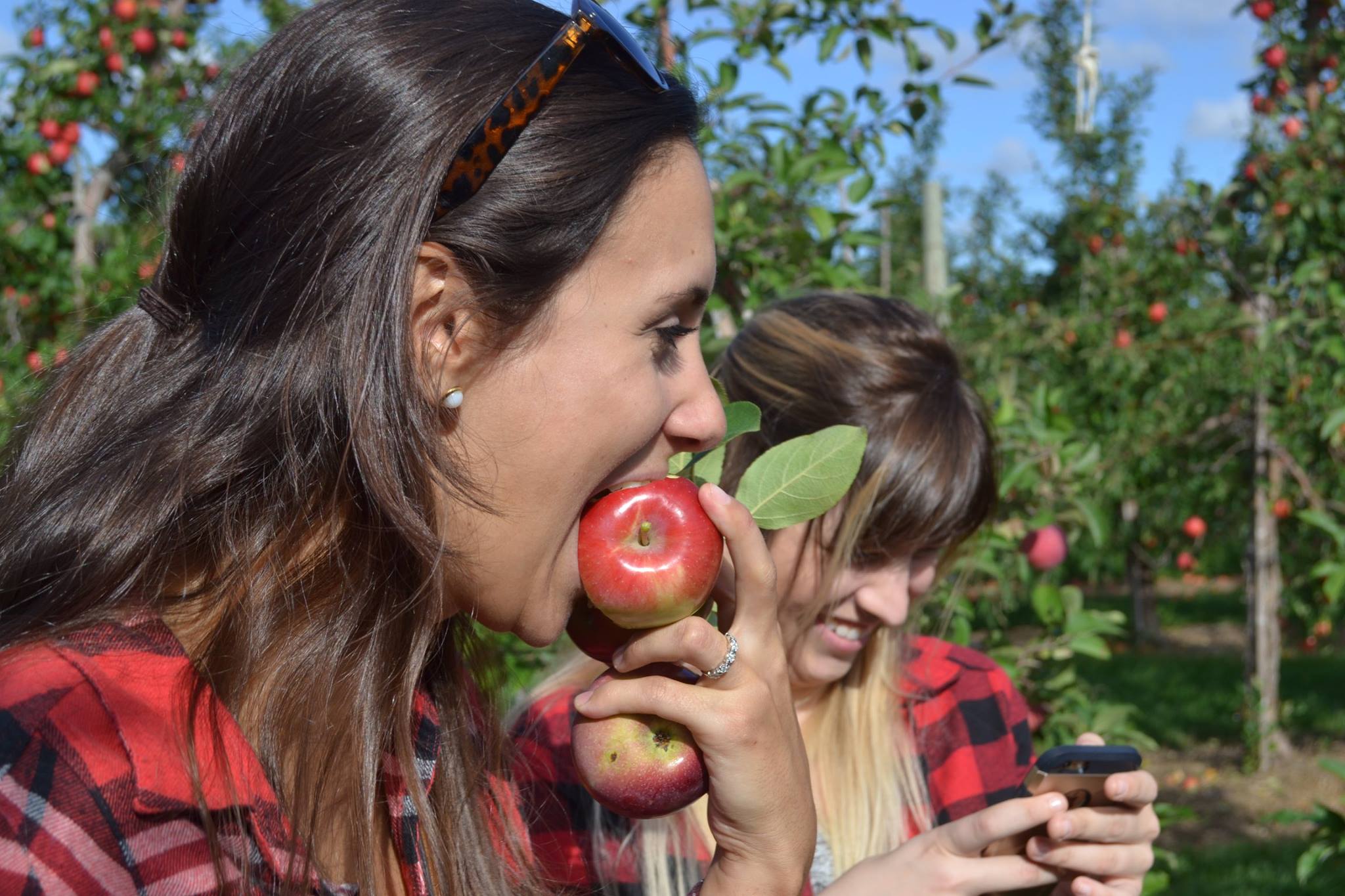 apple picking in düsseldorf