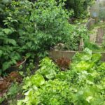 Start a Vegetable Garden Indoors - 2