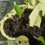 Start a Vegetable Garden Indoors - 2