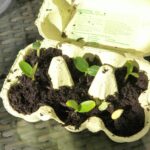 Start a Vegetable Garden Indoors - 2