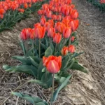 Tulip Fields Düsseldorf