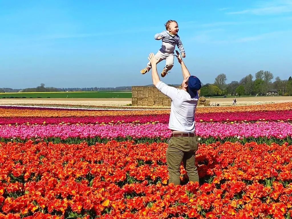 Tulips near Düsseldorf