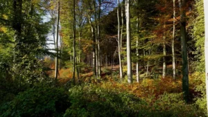 Kettwiger Panoramasteig
