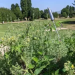 DELICIOUS SUSTAINABLE RESTAURANTS WORTH VISITING IN DÜSSELDORF