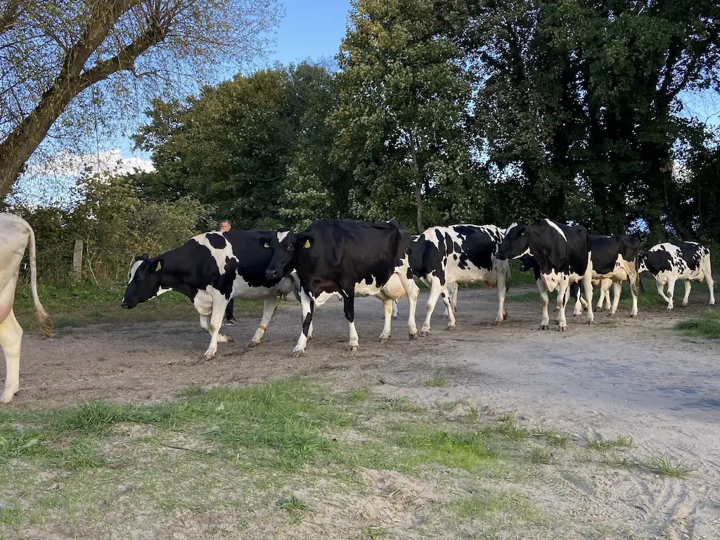 Cows in Himmelgeist